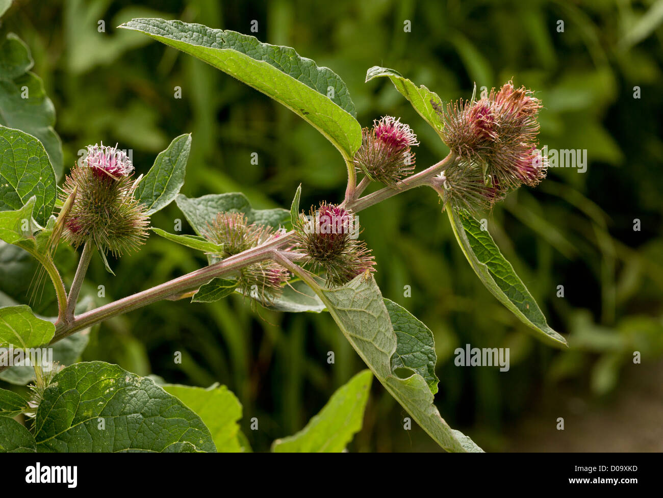 Lesser Burdock (Arctium minus) in flower and fruit. close-up Stock Photo