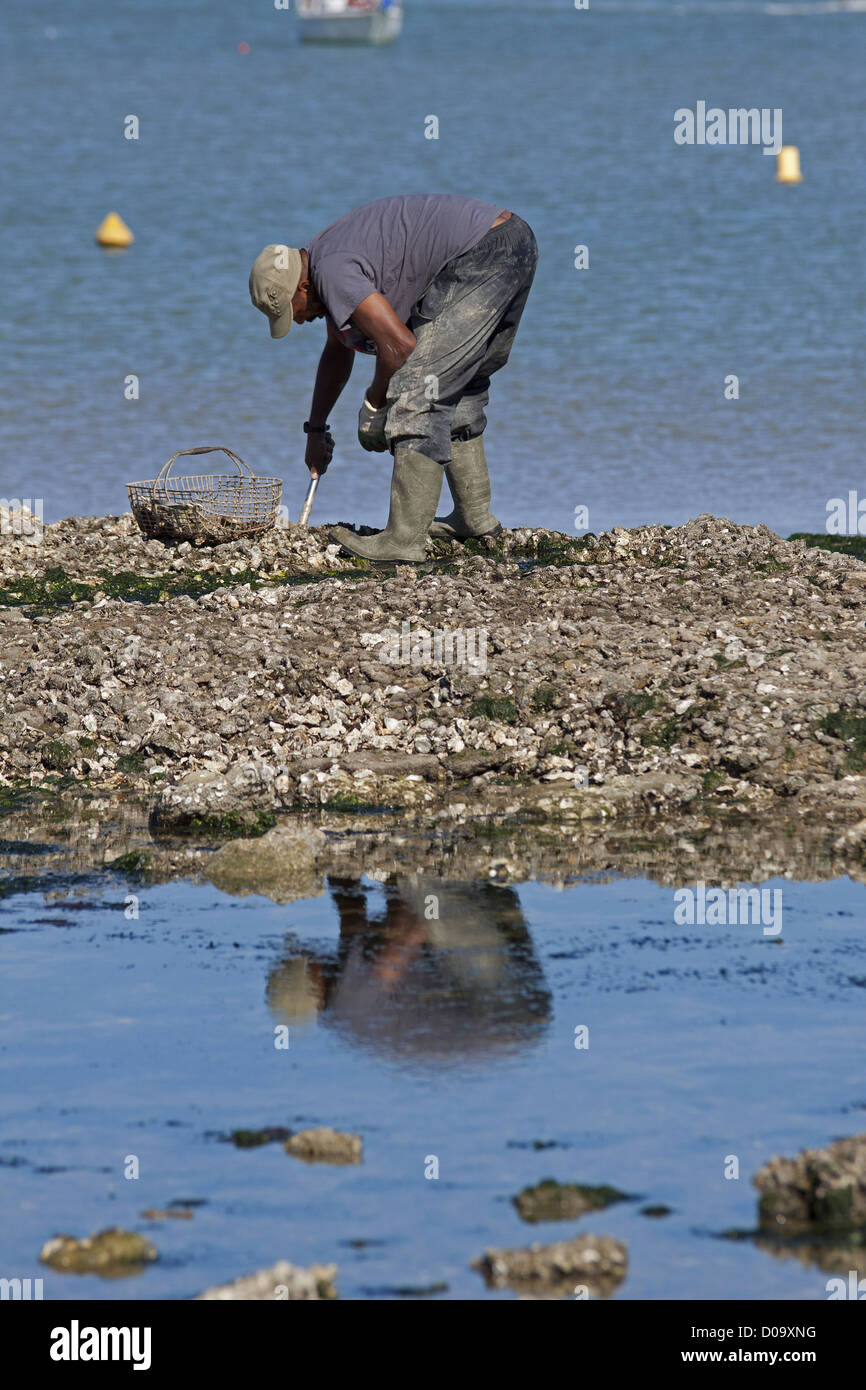 FISHERMAN ON FOOT GATHERING MUSSELS OYSTERS AT LOW TIDE FROM BIG BEACH ON ILE D'AIX CHARENTE-MARITIME POITOU-CHARENTE REGION Stock Photo