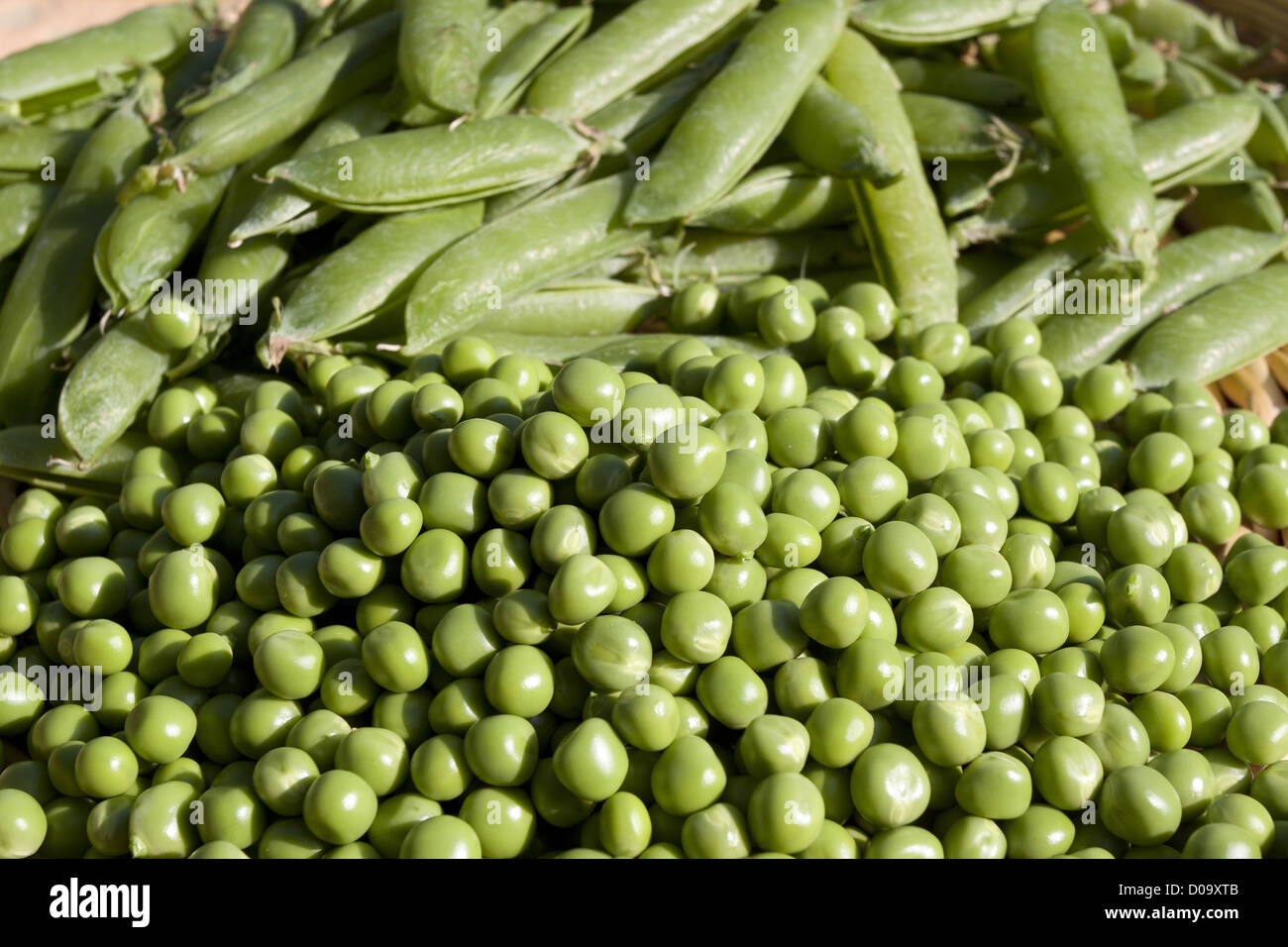 PILE OF ORGANIC PEAS AND PODS ORGANIC FARMING CHAUMONT HAUTE-MARNE CHAMPAGNE-ARDENNE REGION FRANCE Stock Photo