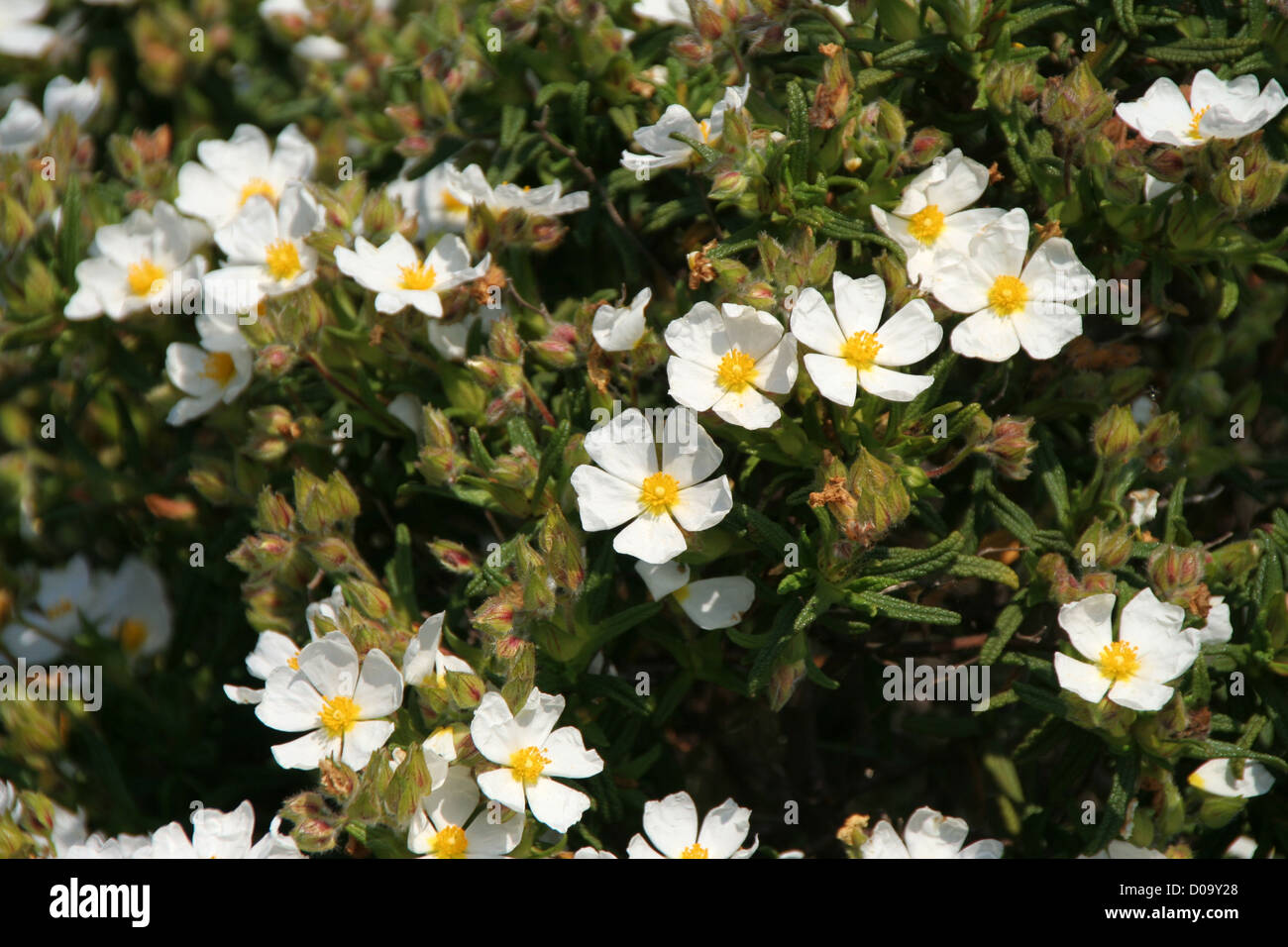 white rock rose flowers Stock Photo Alamy