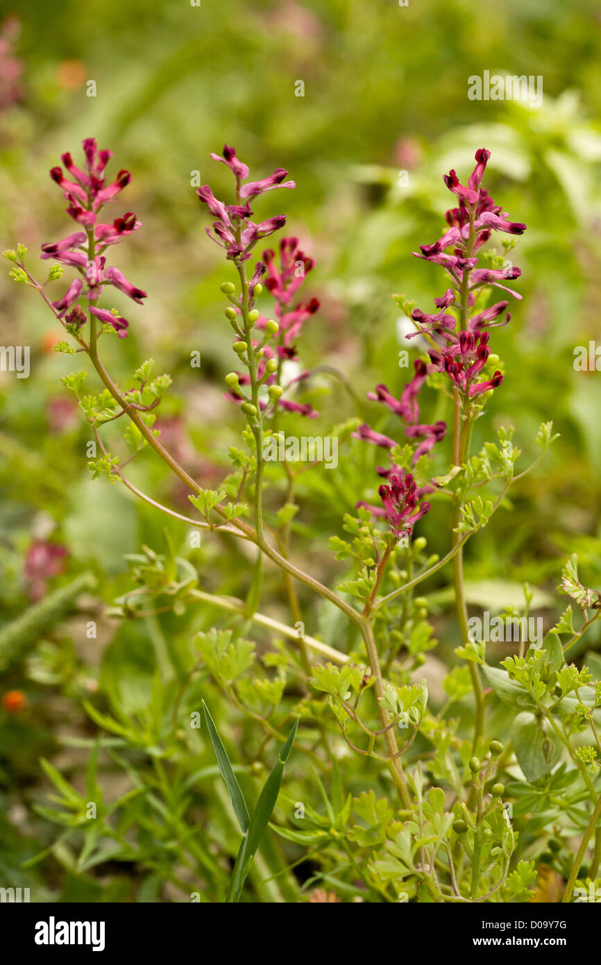 Common Fumitory (Fumaria officinalis) in arable land at Ranscombe Farm nature reserve, Kent, England, UK Stock Photo