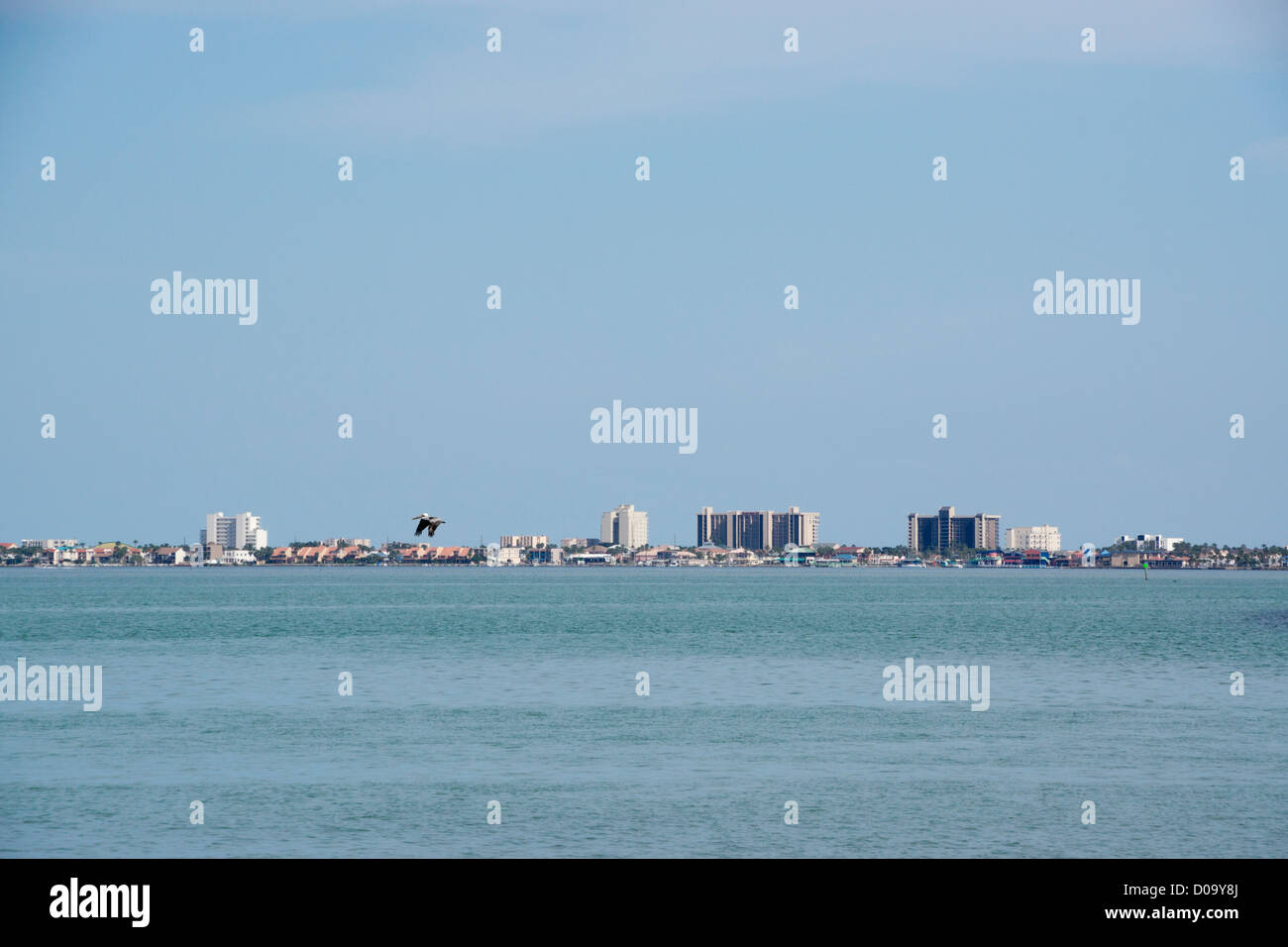 South Padre Island skyline.  Photo taken from pier at Port Isabel, TX.  Brown Pelican flying across Laguna Madre toward the main Stock Photo