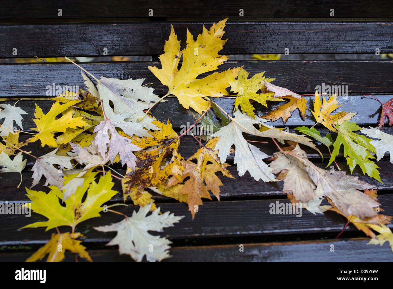 Kids autumn leaves hi-res stock photography and images - Alamy