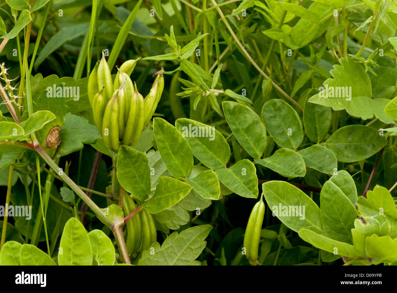 Wild Liquorice (Astragalus glycyphyllos) in fruit at Ranscombe Farm nature reserve, Kent, England, UK Stock Photo