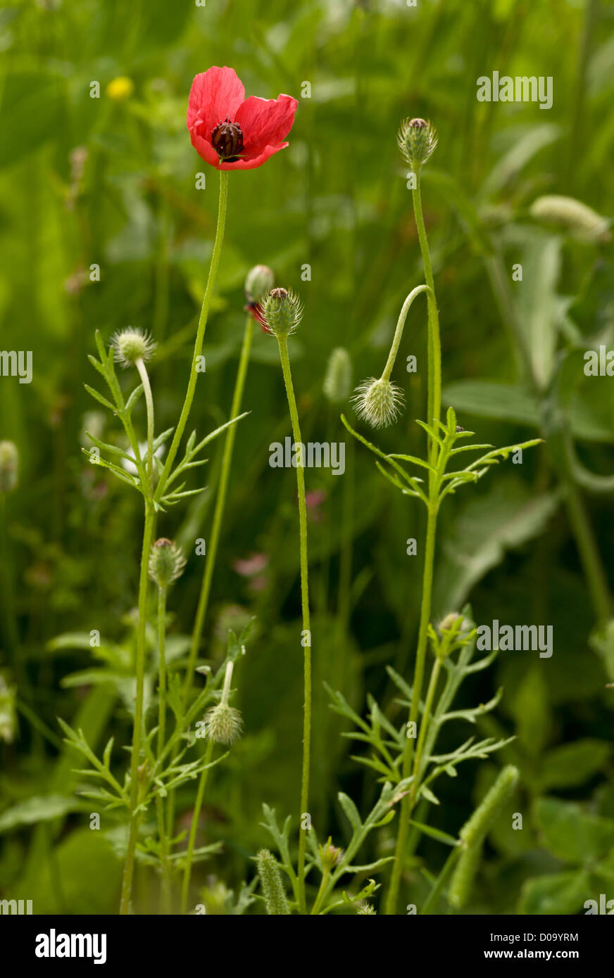 Rough Poppy (Papaver hybridum) flower and fruit, on arable land at ...