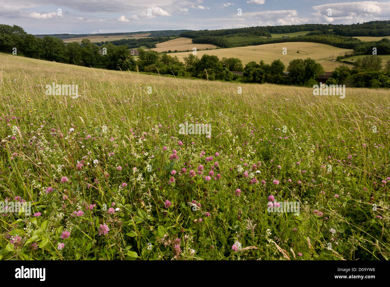 Flowerrich chalk grassland at Brockles Field, Farm nature