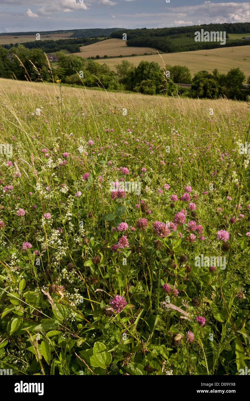 Flower-rich chalk grassland at Brockles Field, Ranscombe Farm nature reserve, Kent, England, UK Stock Photo