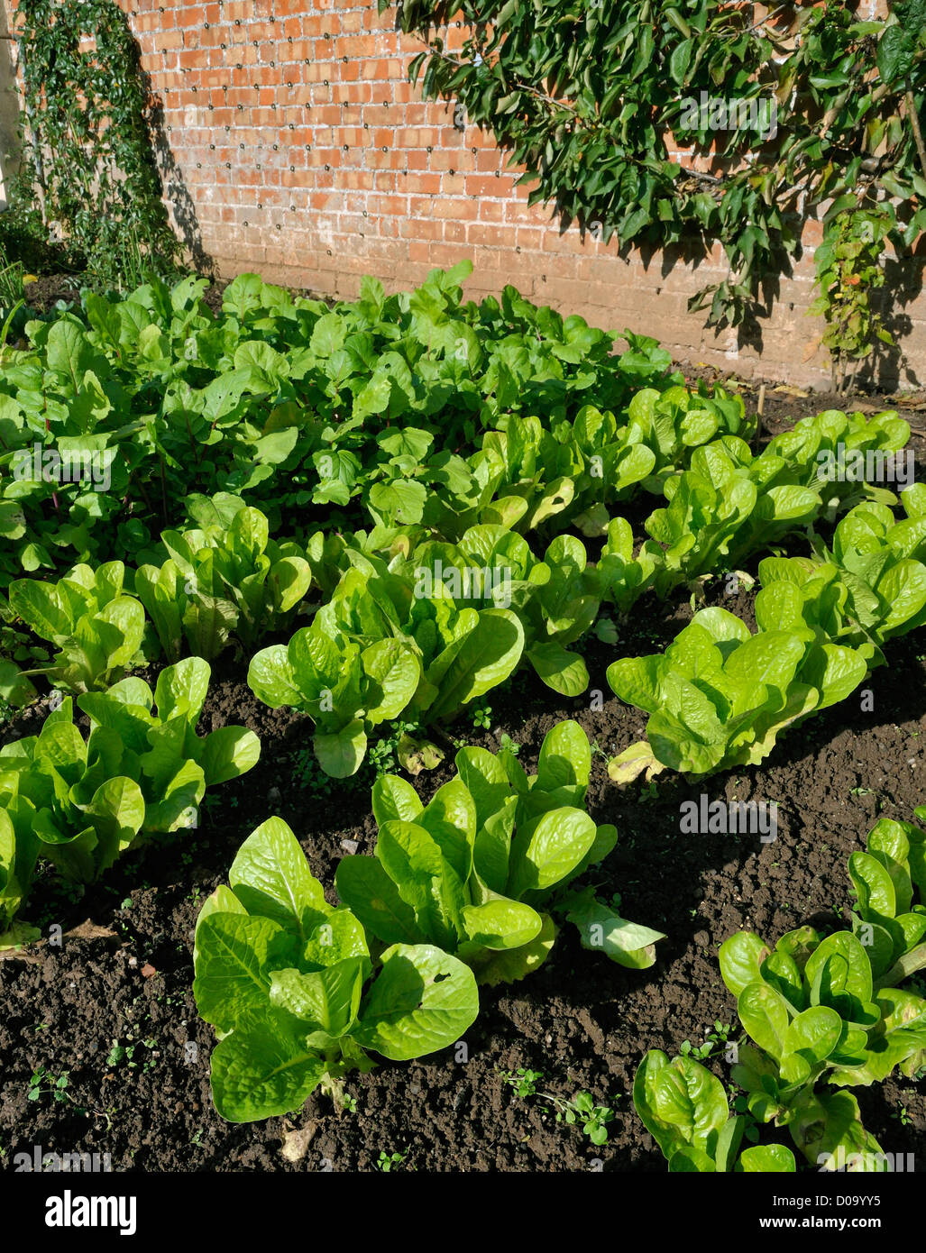 Lettuce growing in traditional walled kitchen garden Stock Photo Alamy