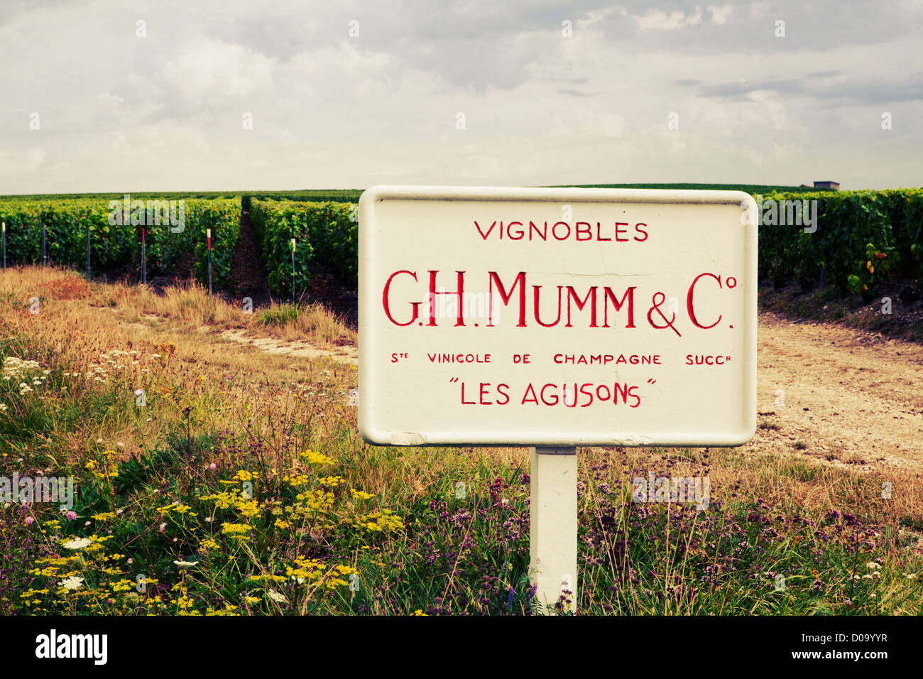 Champagne vineyard near Epernay belonging to Mumm maison de Champagne, Champagne Ardenne, France Stock Photo