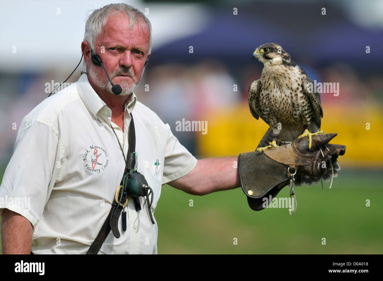 Falconer with Saker Peregrine cross Falcon at Usk Show, Monmouthshire, Wales Stock Photo