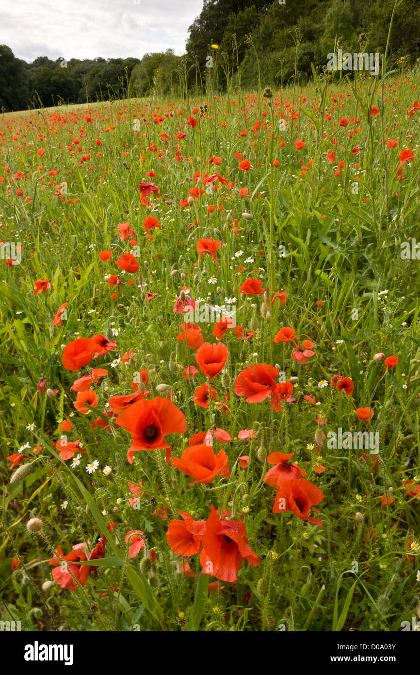Common Poppies in Kitchen Field at Ranscombe Farm nature reserve, Kent, England, UK Stock Photo
