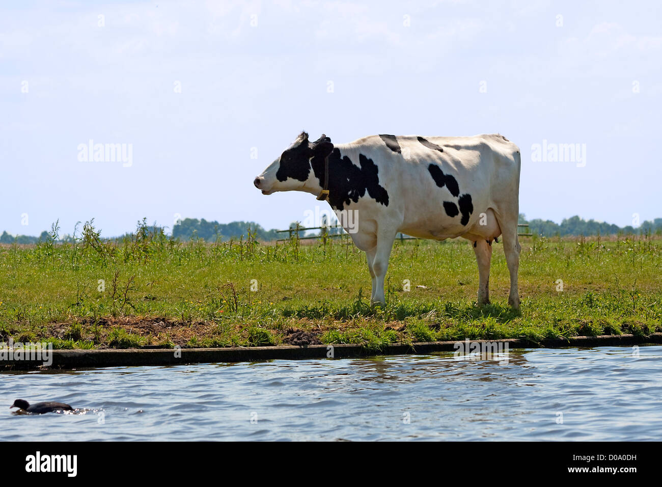 Typical black and white dutch cows in meadow Stock Photo - Alamy