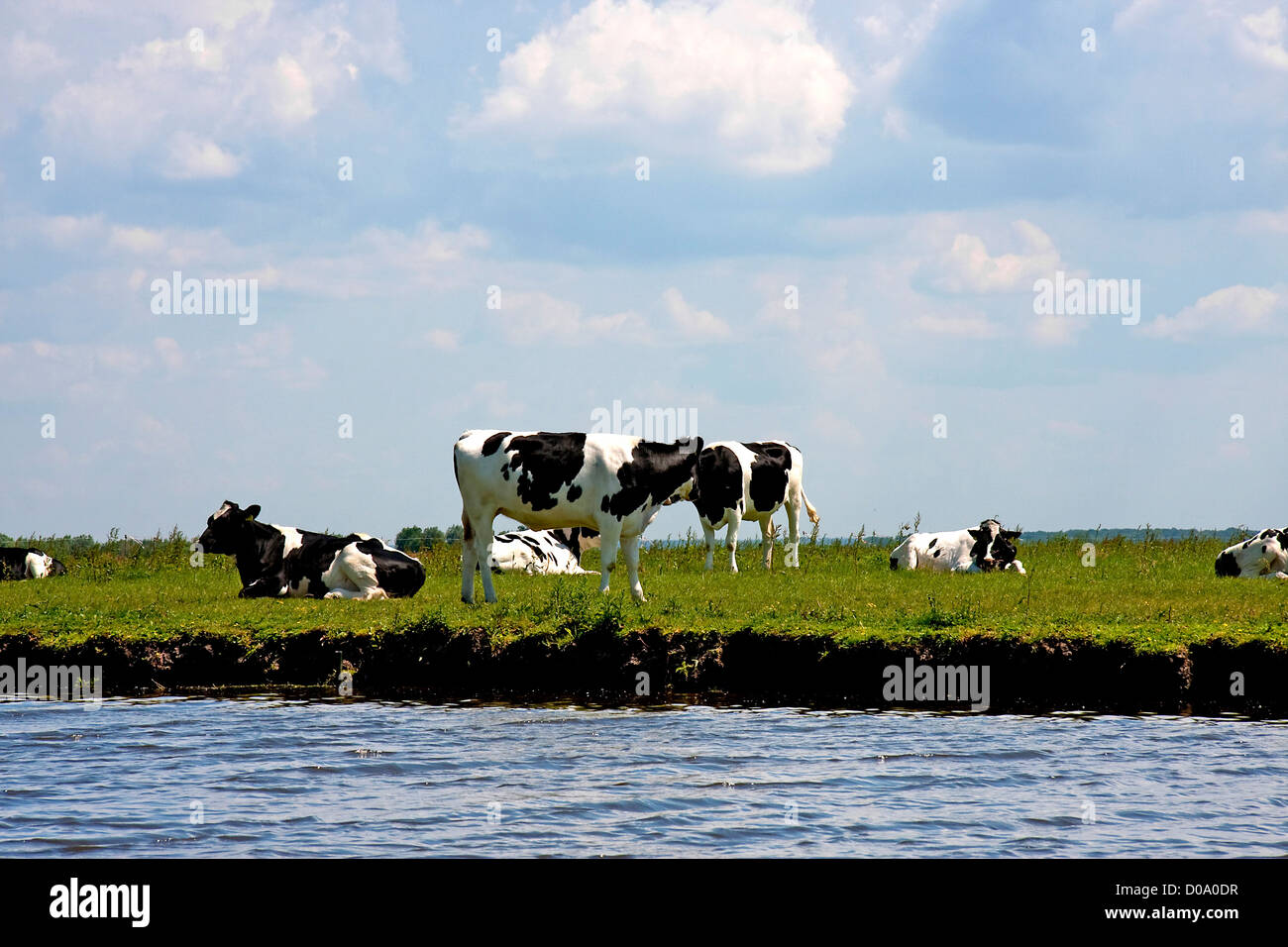 Typical black and white dutch cows in meadow Stock Photo - Alamy