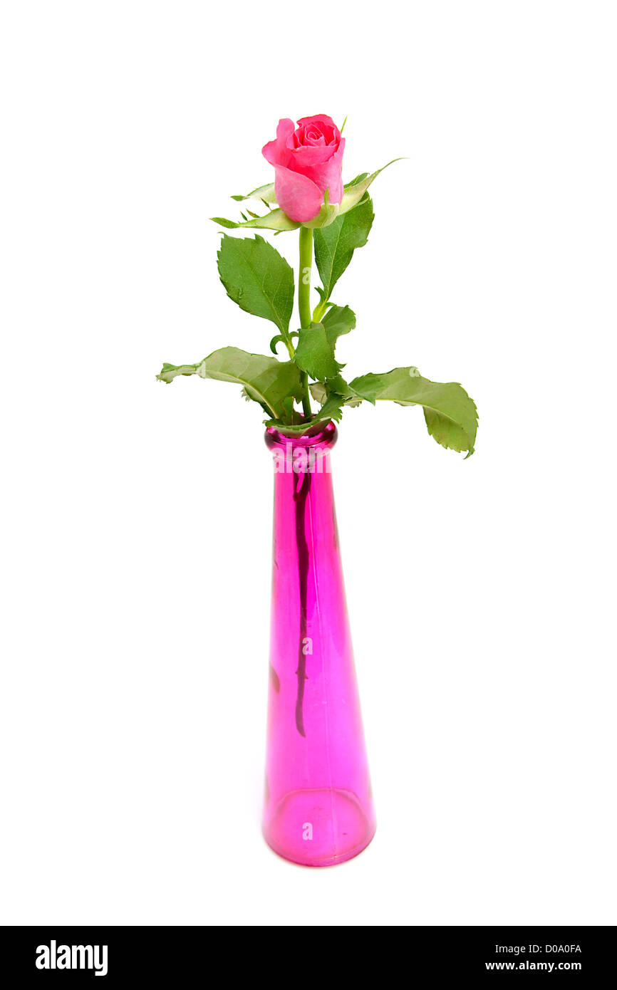 Pink rose and vase isolated on white background Stock Photo - Alamy
