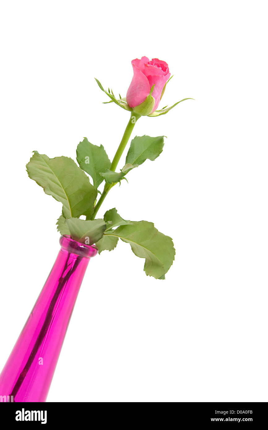 Pink rose and vase isolated on white background Stock Photo - Alamy