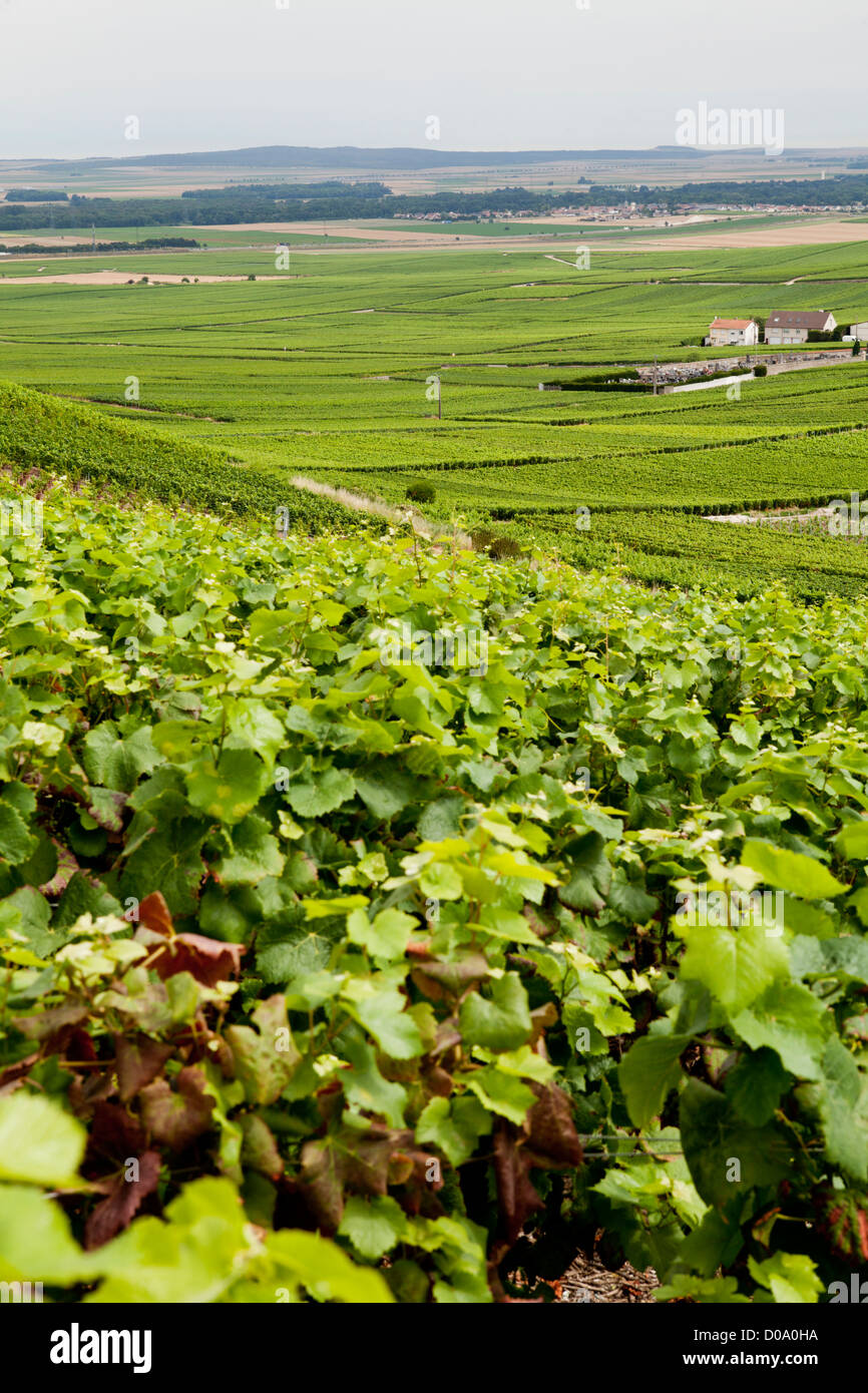 Champagne Ardenne Hills and valley of Champagne vineyard near Epernay Stock Photo