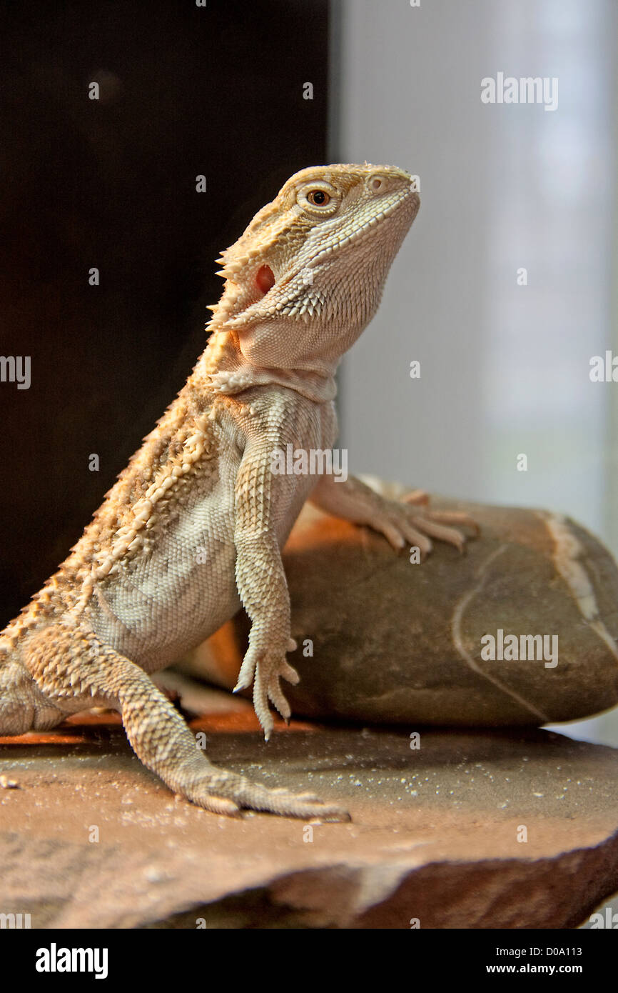 Bearded Dragon reptile in yellow lights getting warm Stock Photo Alamy