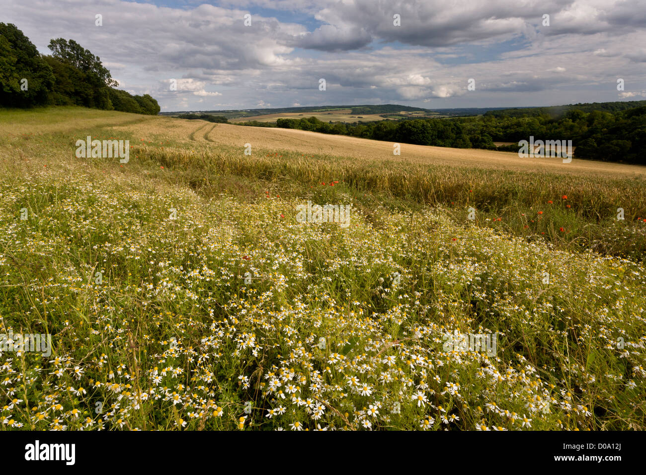 Species-rich wide arable field border, with Stinking chamomile (Anthemis cotula) Ranscombe Farm nature reserve, Kent, England Stock Photo