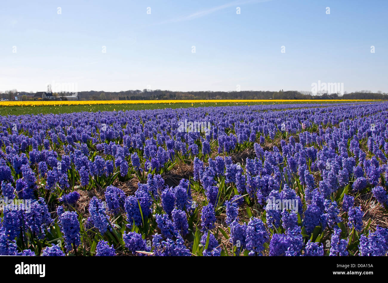 Dutch landscape: bulb fields with purple hyacinth flowers Stock Photo ...