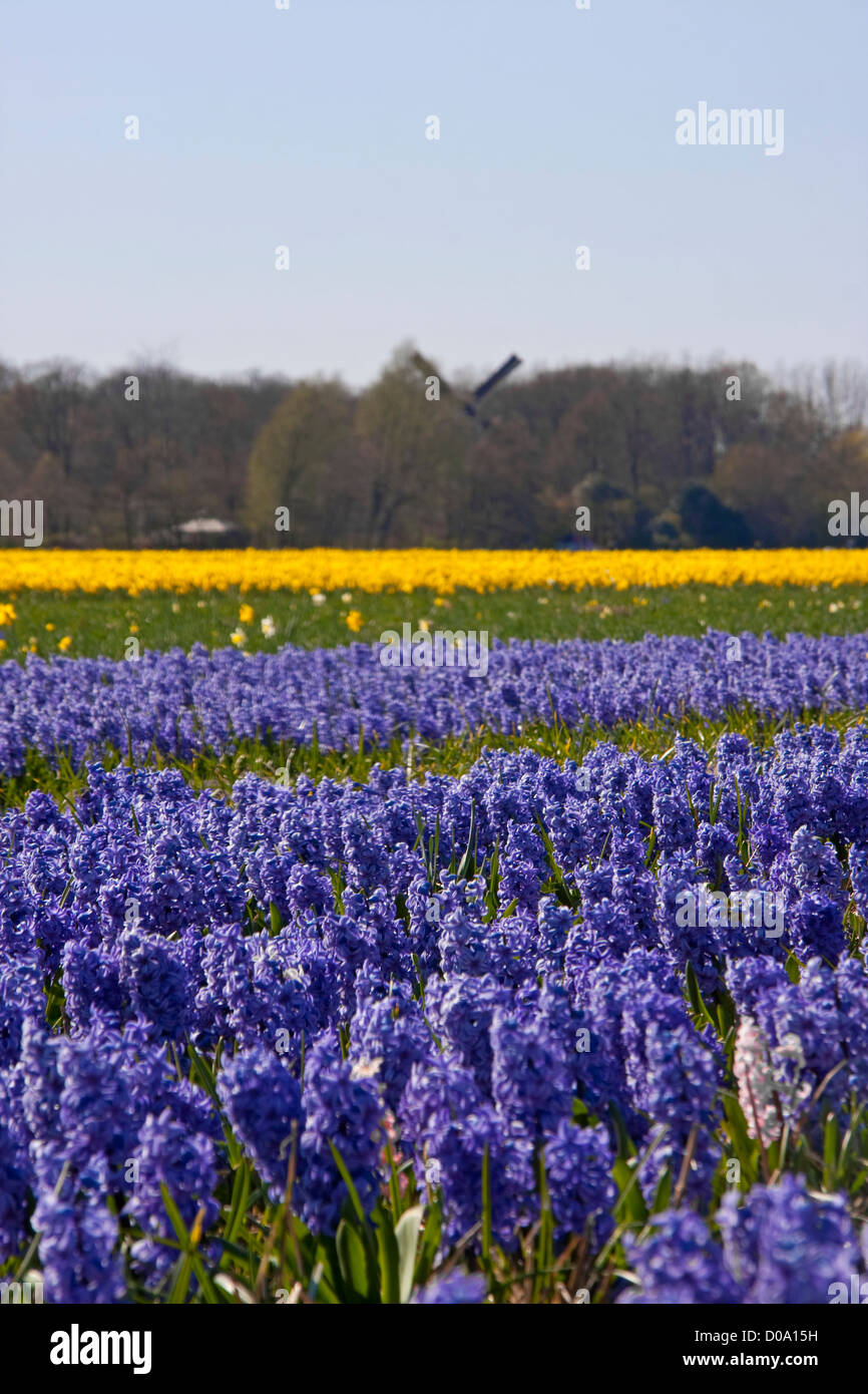Dutch landscape: bulb fields with purple hyacinth flowers Stock Photo ...