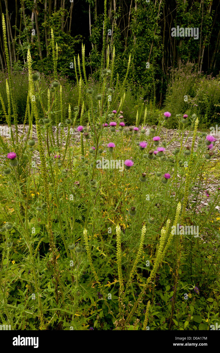 Woodland ride with Weld, Spear Thistle and Teasel, Ranscombe Farm nature reserve, Kent, England, UK Stock Photo