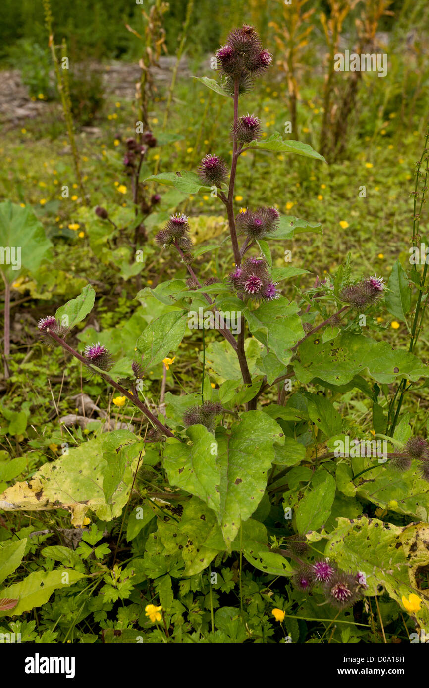 Lesser Burdock (Arctium minus) in flower and fruit Stock Photo