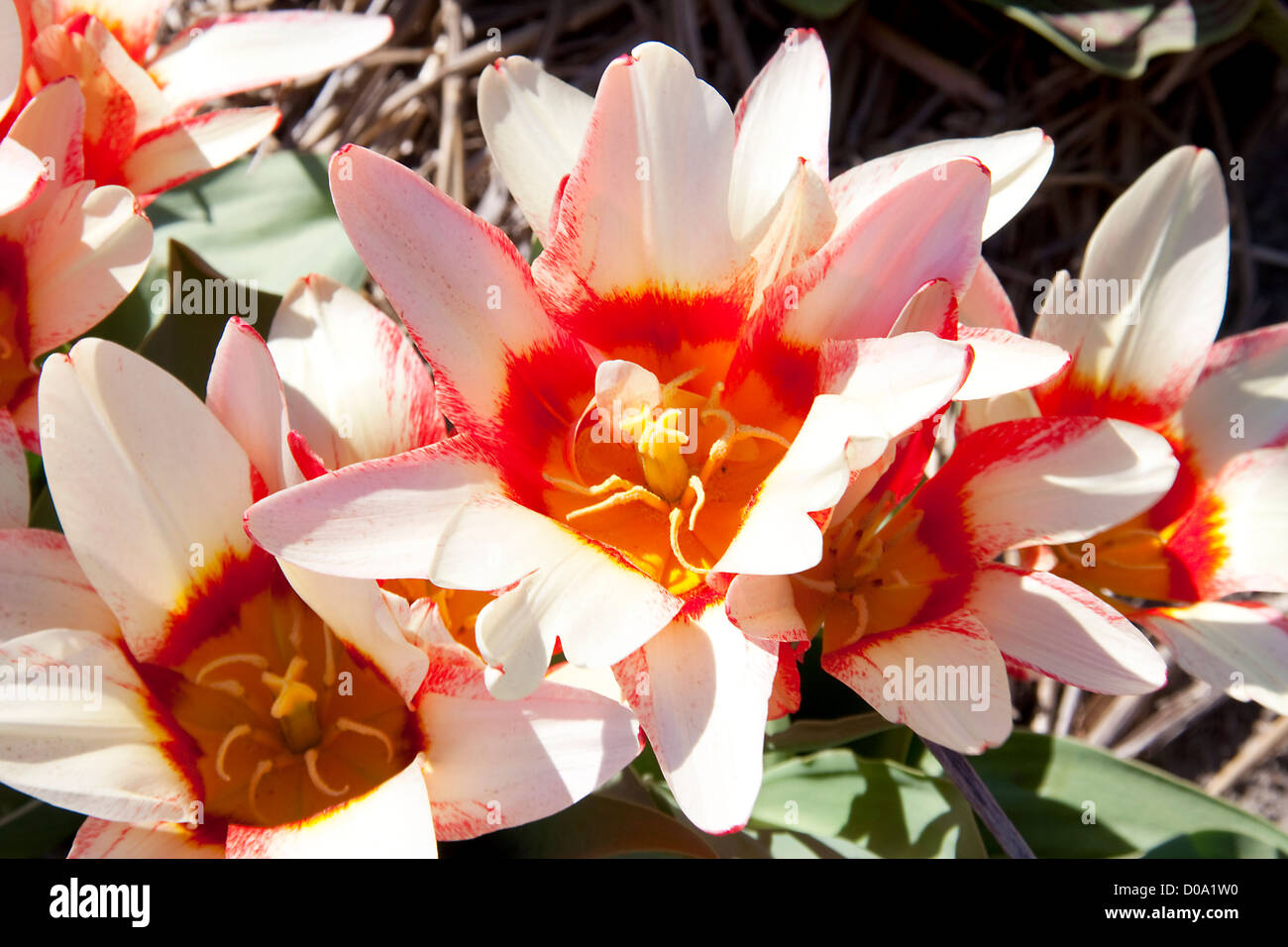Beautiful Dutch tulip flower in closeup Stock Photo