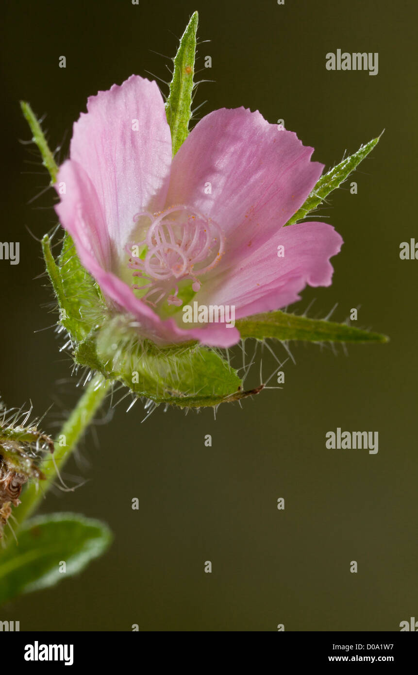 Rough Marsh Mallow (Althaea hirsuta) on field boundary at Ranscombe Farm nature reserve, Kent, England. Rare in the UK Stock Photo