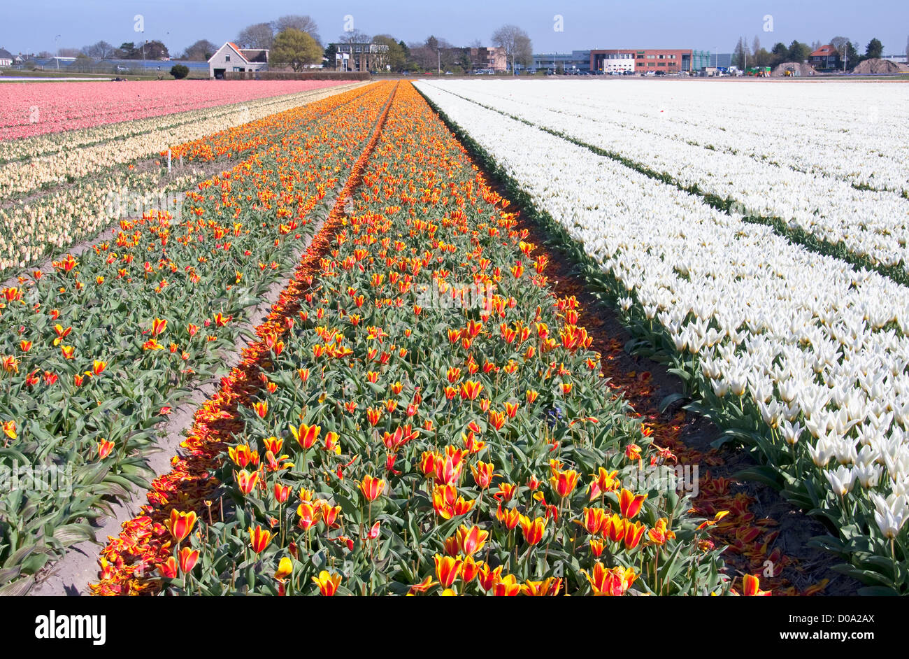 Dutch landscape, bulb fields with white and colorful tulips Stock Photo
