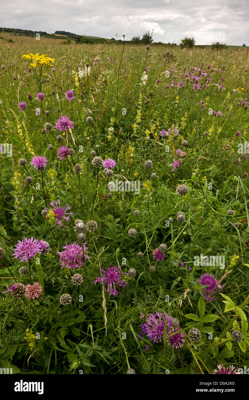 Chalk downland with Greater Knapweed, Dropwort and other flowers