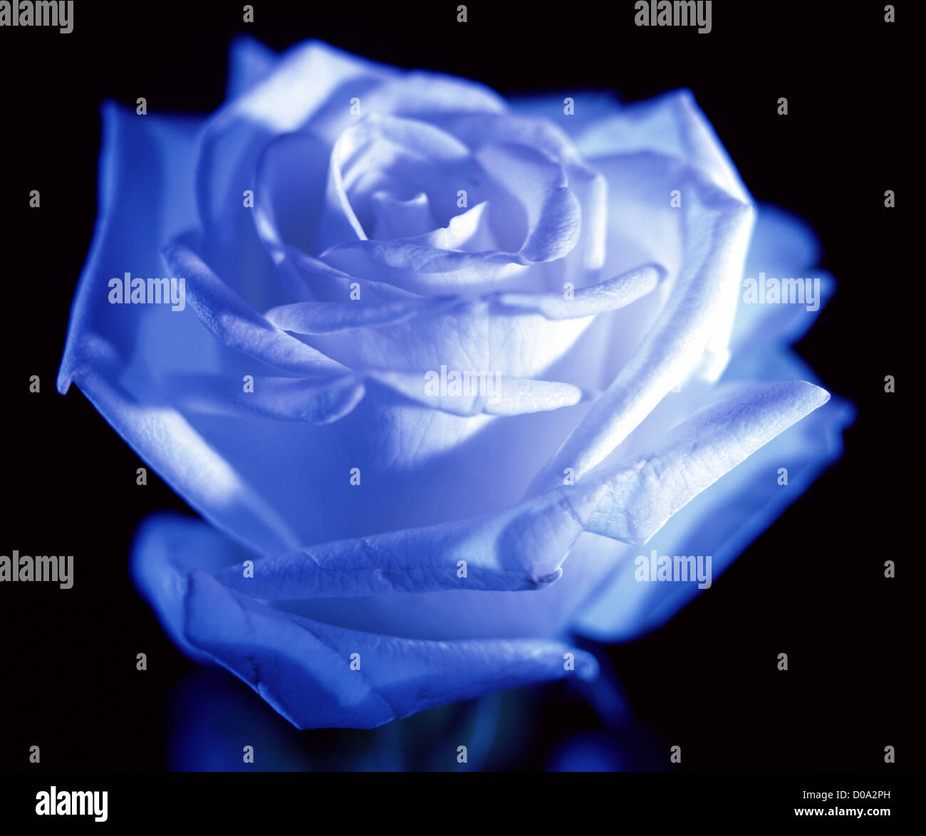 The blue rose hi-res stock photography and images - Alamy