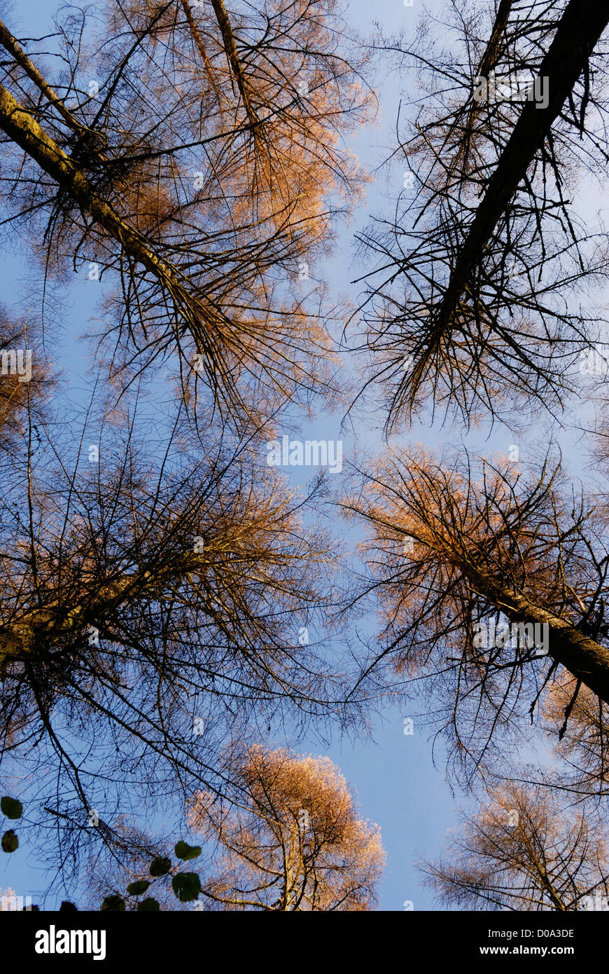 Worms eye view of pine forest in North Wales. Stock Photo
