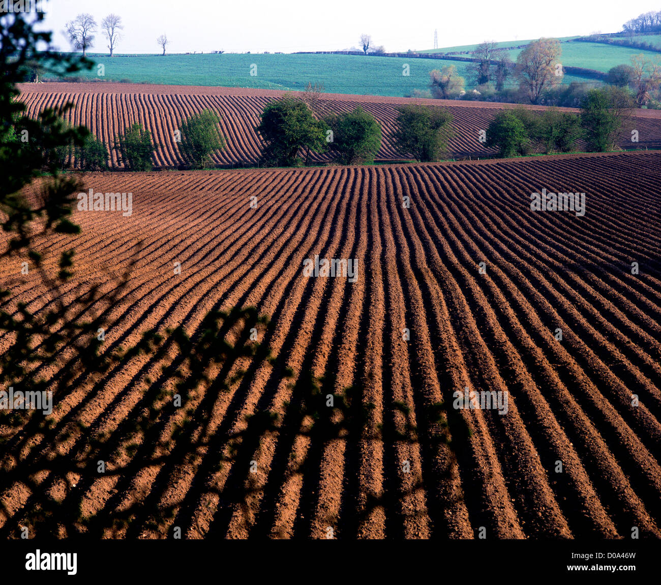 Potato farming, Northern Ireland Stock Photo Alamy