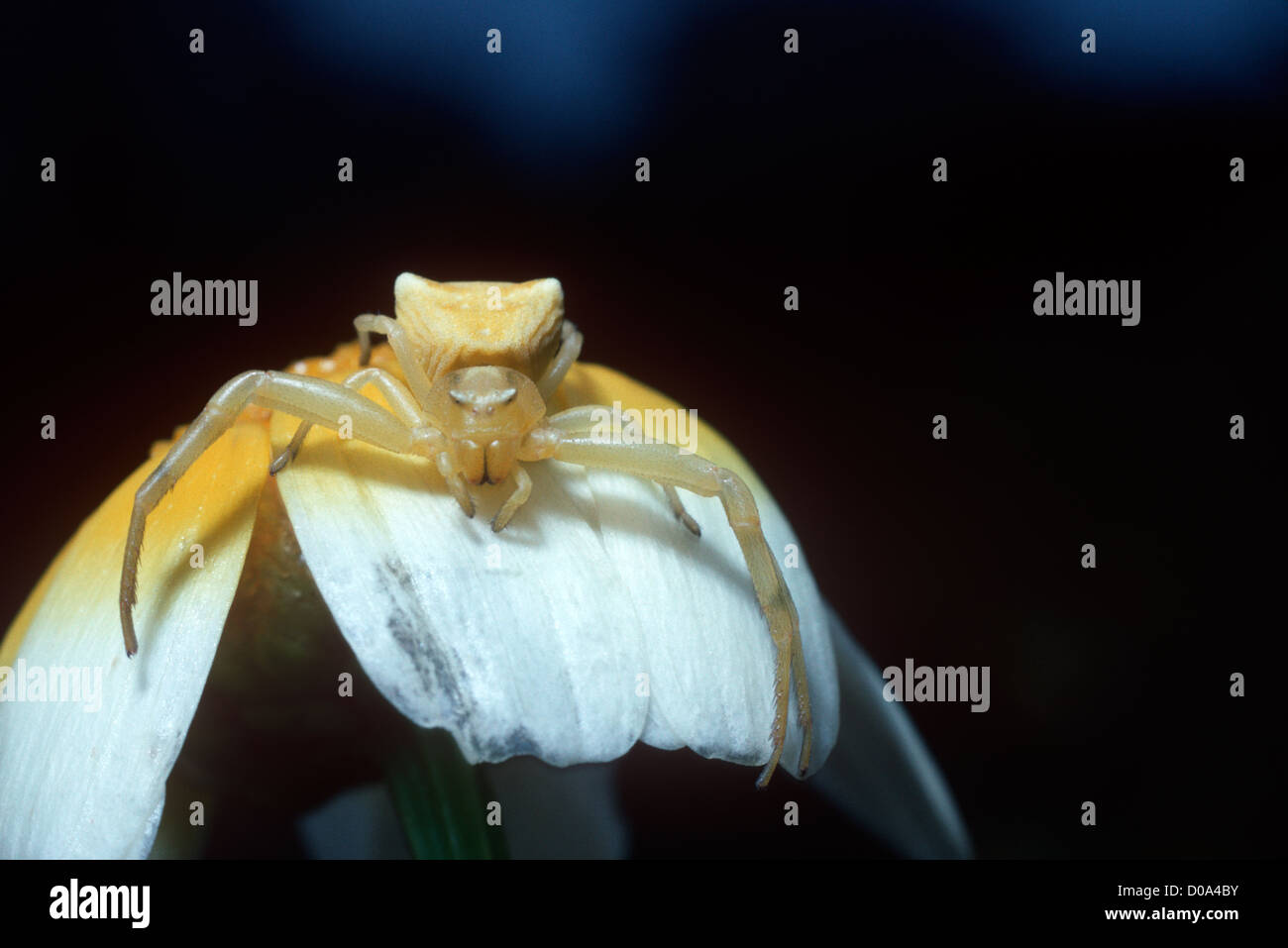 Crab spider female (Thomisus onustus Thomisidae) yellow form Spain