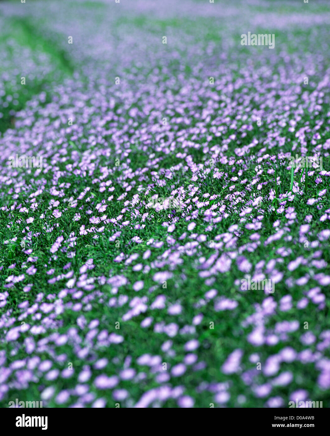 Northern ireland flax hires stock photography and images Alamy