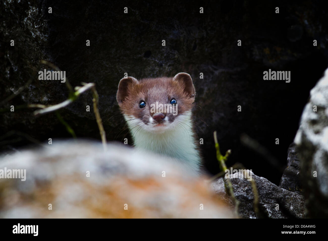Stoat staring at the camera Stock Photo