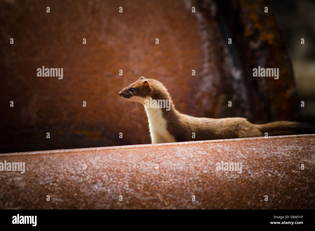 Stoat hunting in amongst the drainage pipes of an estuary. Stock Photo