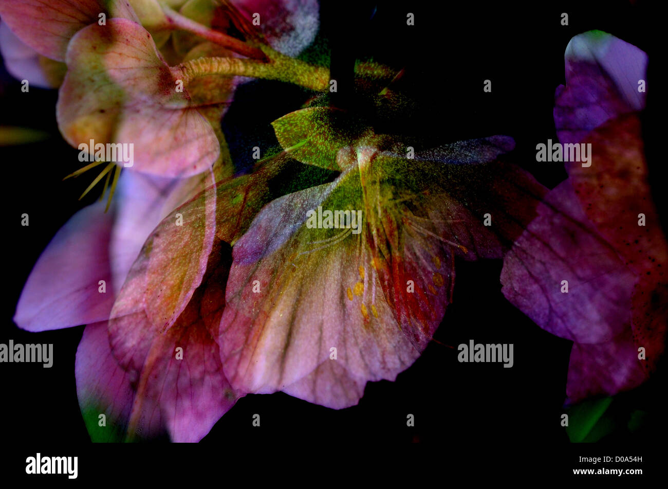 Pink Hellebore Flowers in a creative montage image Stock Photo