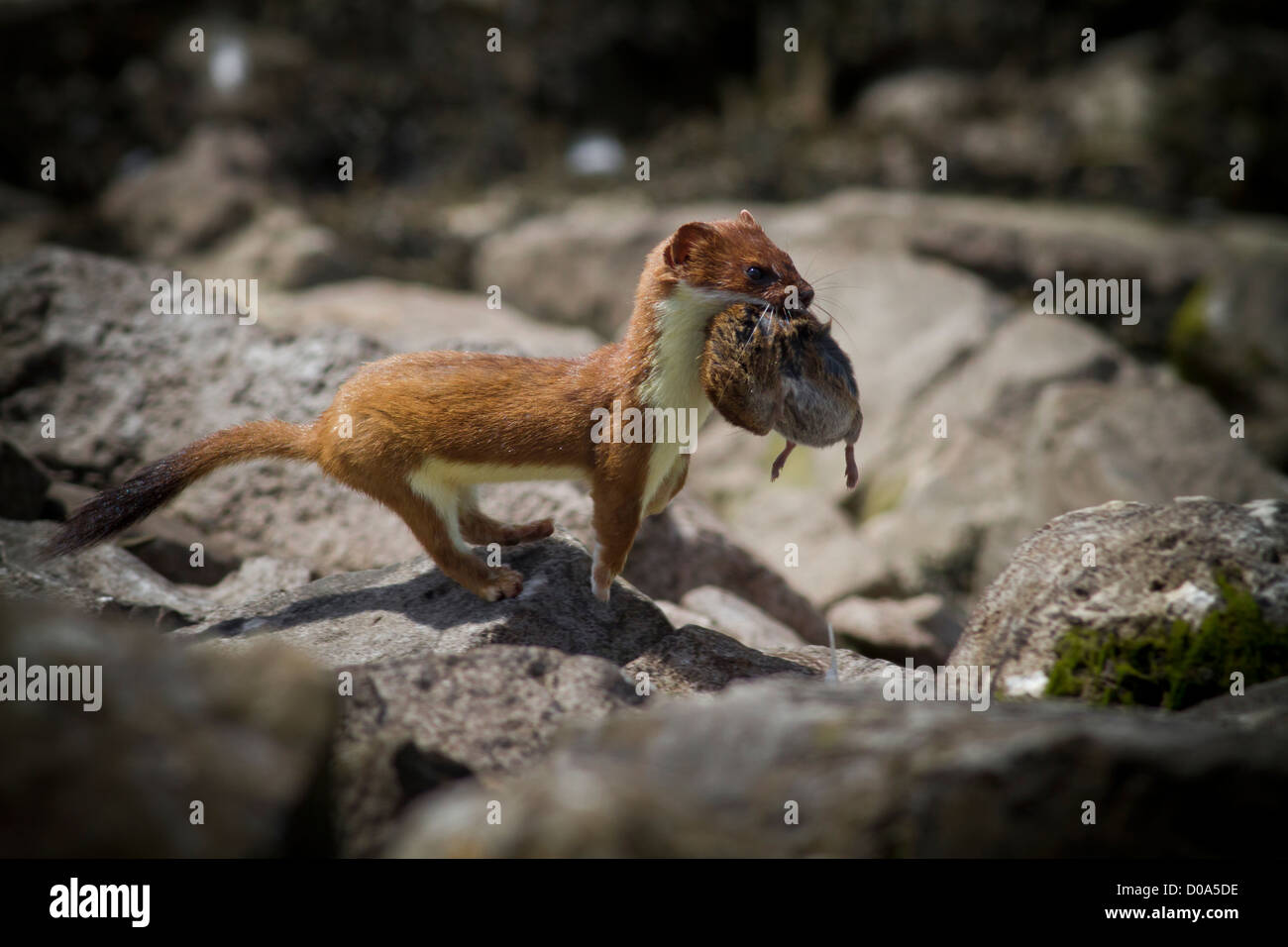 Stoat with prey Stock Photo Alamy