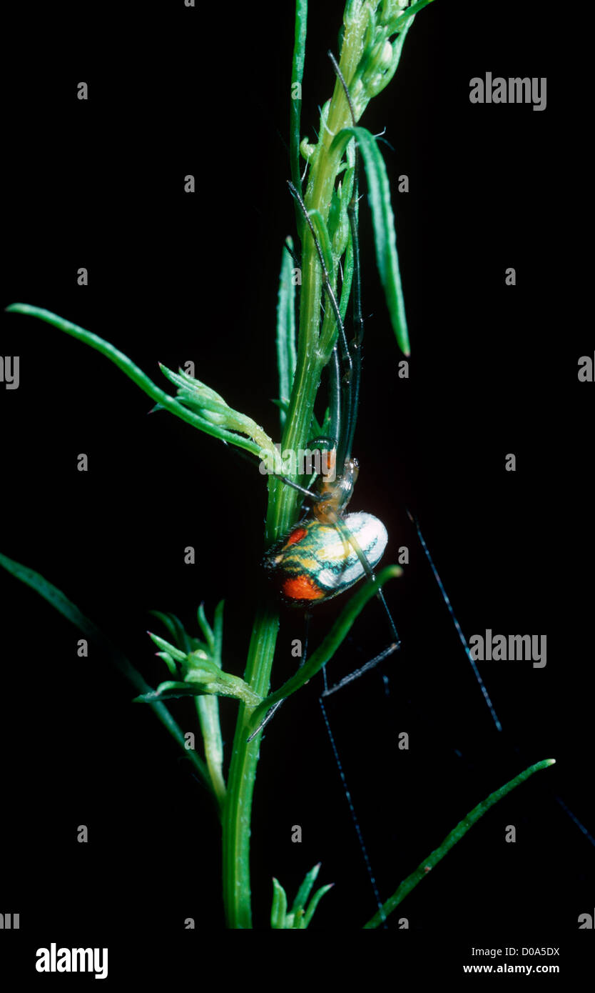 Mabel orchard spider (Leucauge mabelae Tetragnathidae) by her web in