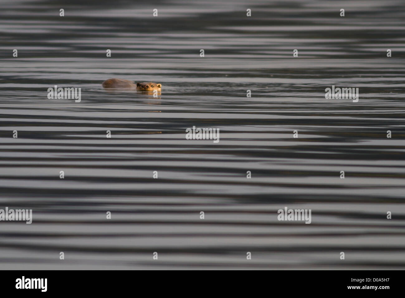 Wild Otter plays at the surface of a sea loch Stock Photo