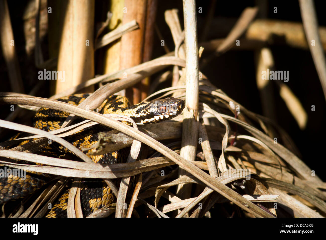 adder among reeds. Stock Photo