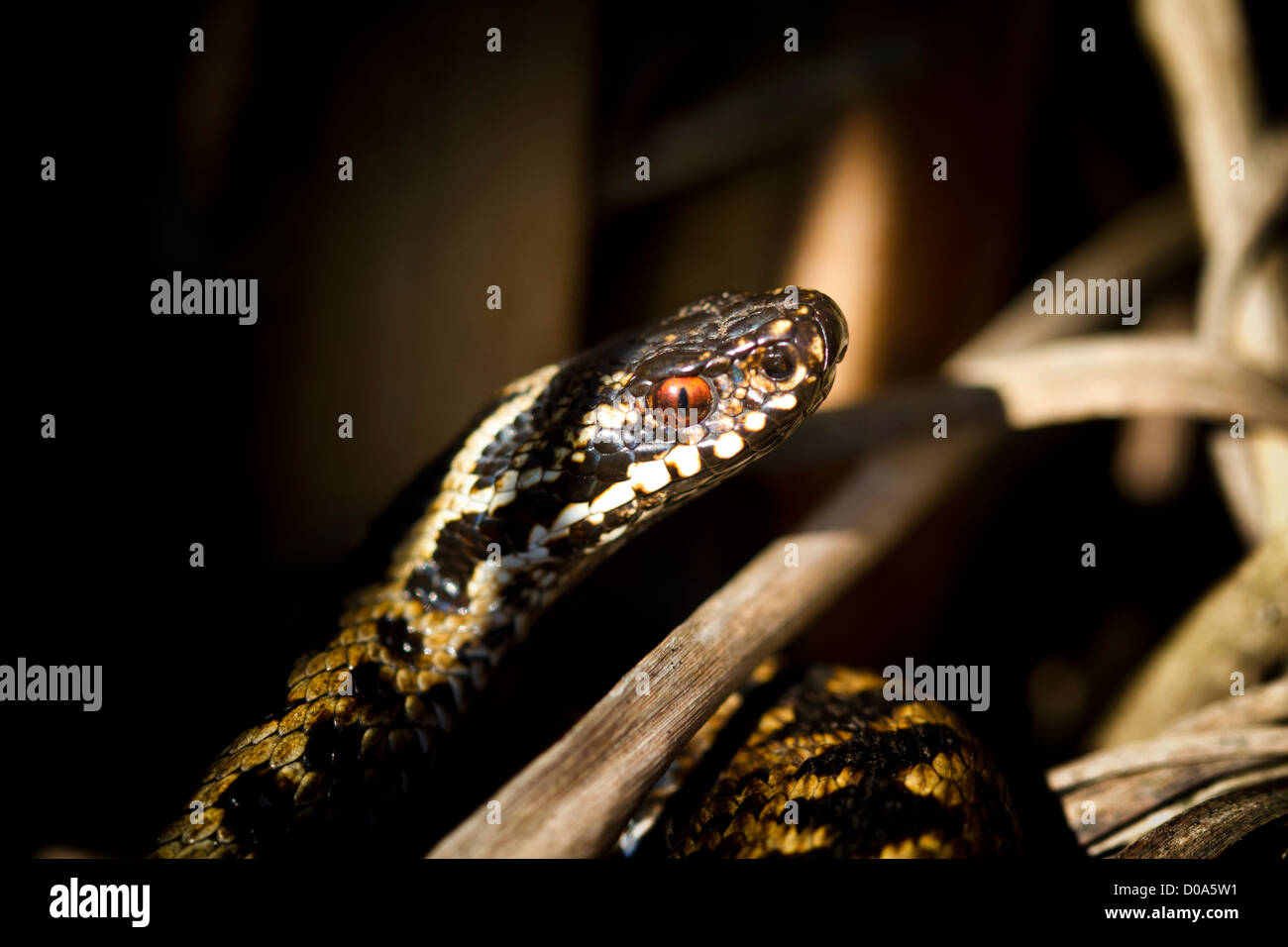 Close up of a wild adder Stock Photo