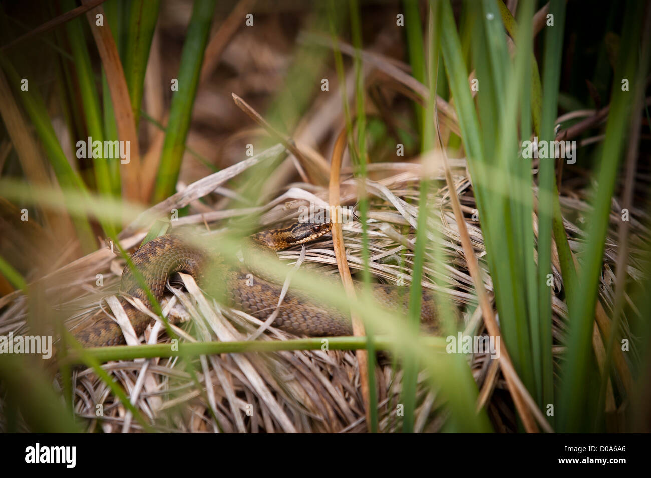 Adder basking on dead reeds. Stock Photo