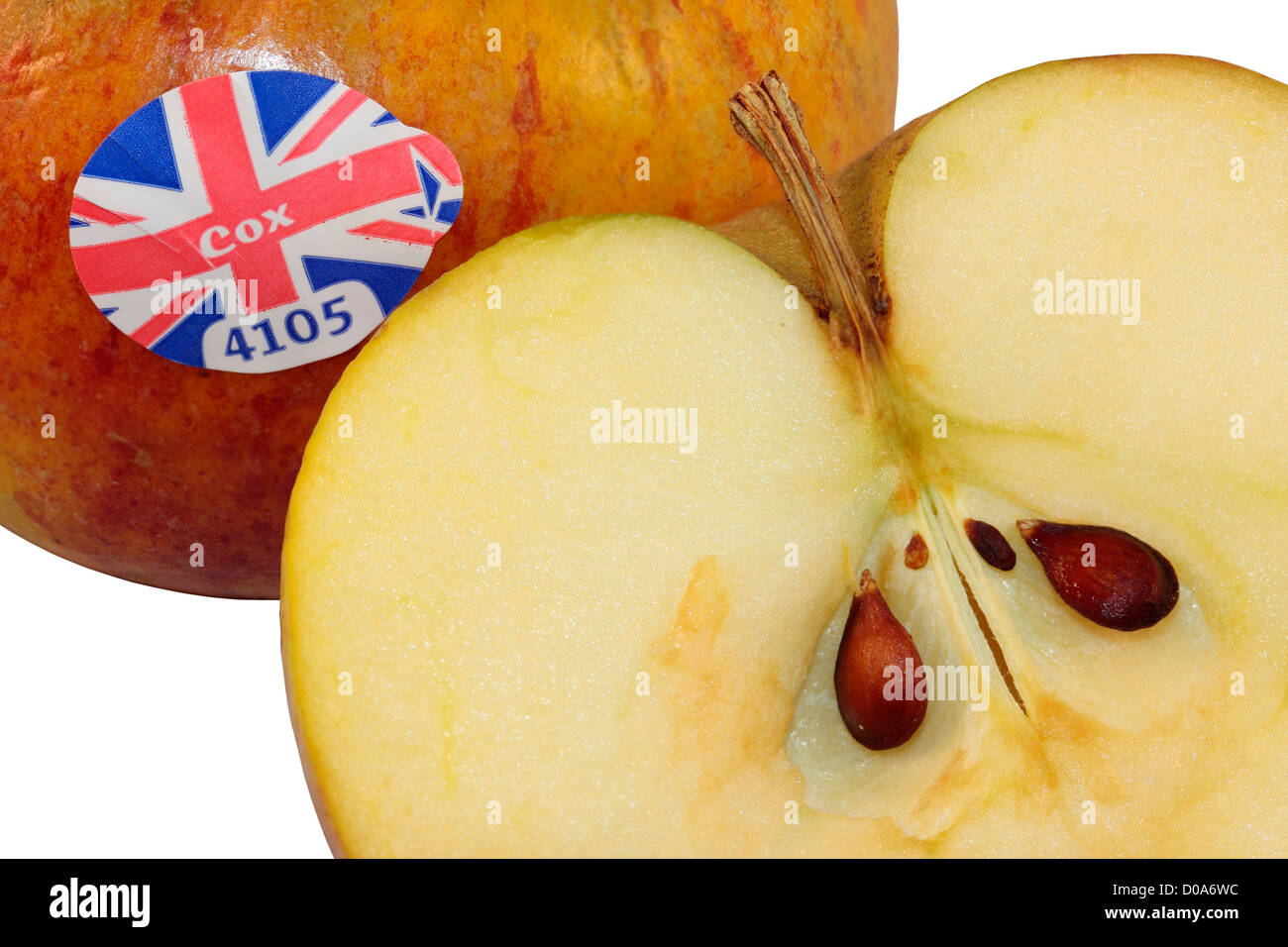 One and a Half Cox's Apples One Apple cut i half to show seeds isolated on white background. Stock Photo