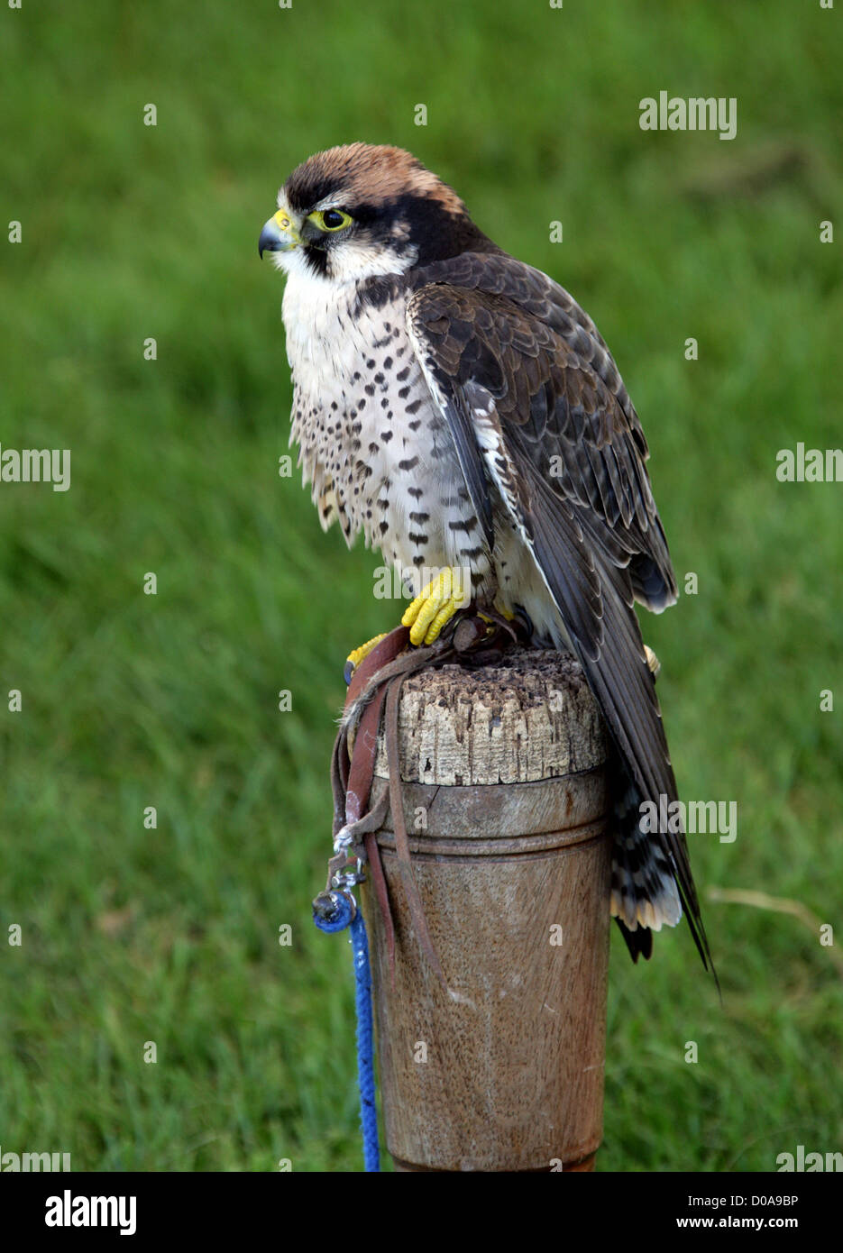 Lanner Falcon, Falco biarmicus, Falconidae, Falconiformes. Europe, Africa and Asia. Stock Photo