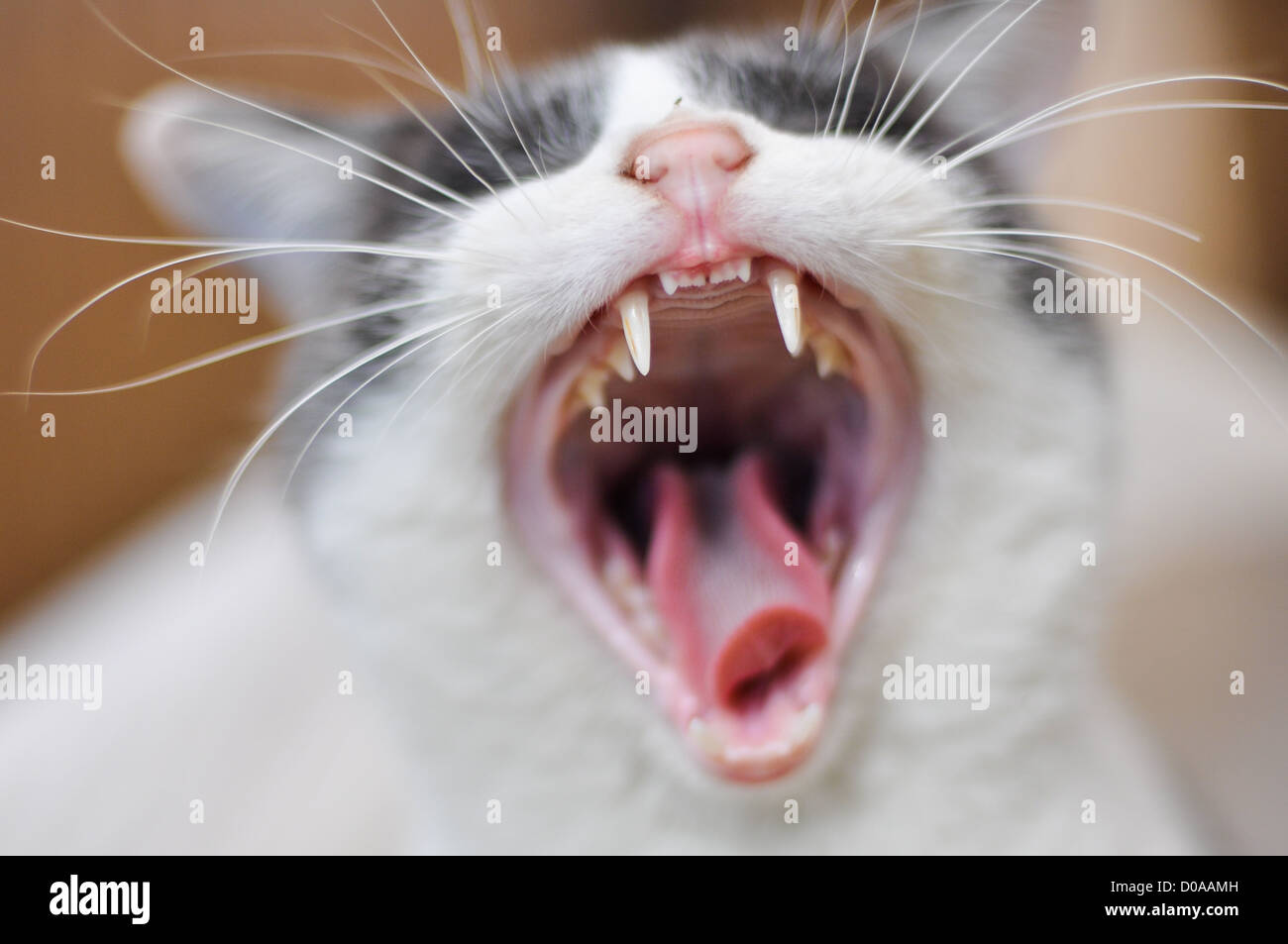 A yawning cat. Stock Photo