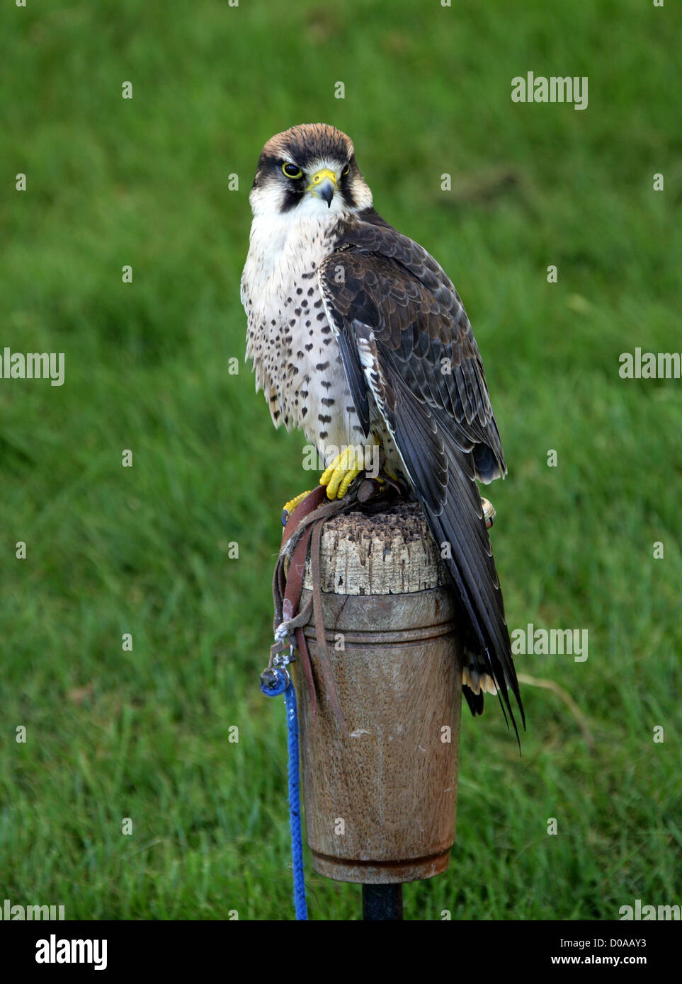 Lanner Falcon, Falco biarmicus, Falconidae, Falconiformes. Europe, Africa and Asia. Stock Photo