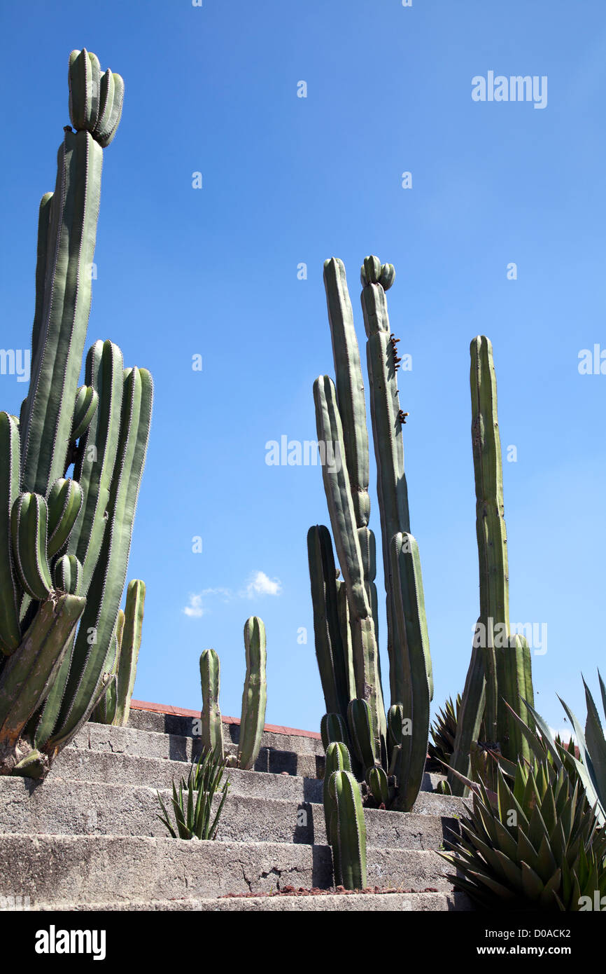 Pachycereus marginatus or órganos, Cacti in Mexico, Teotihuacan Stock Photo