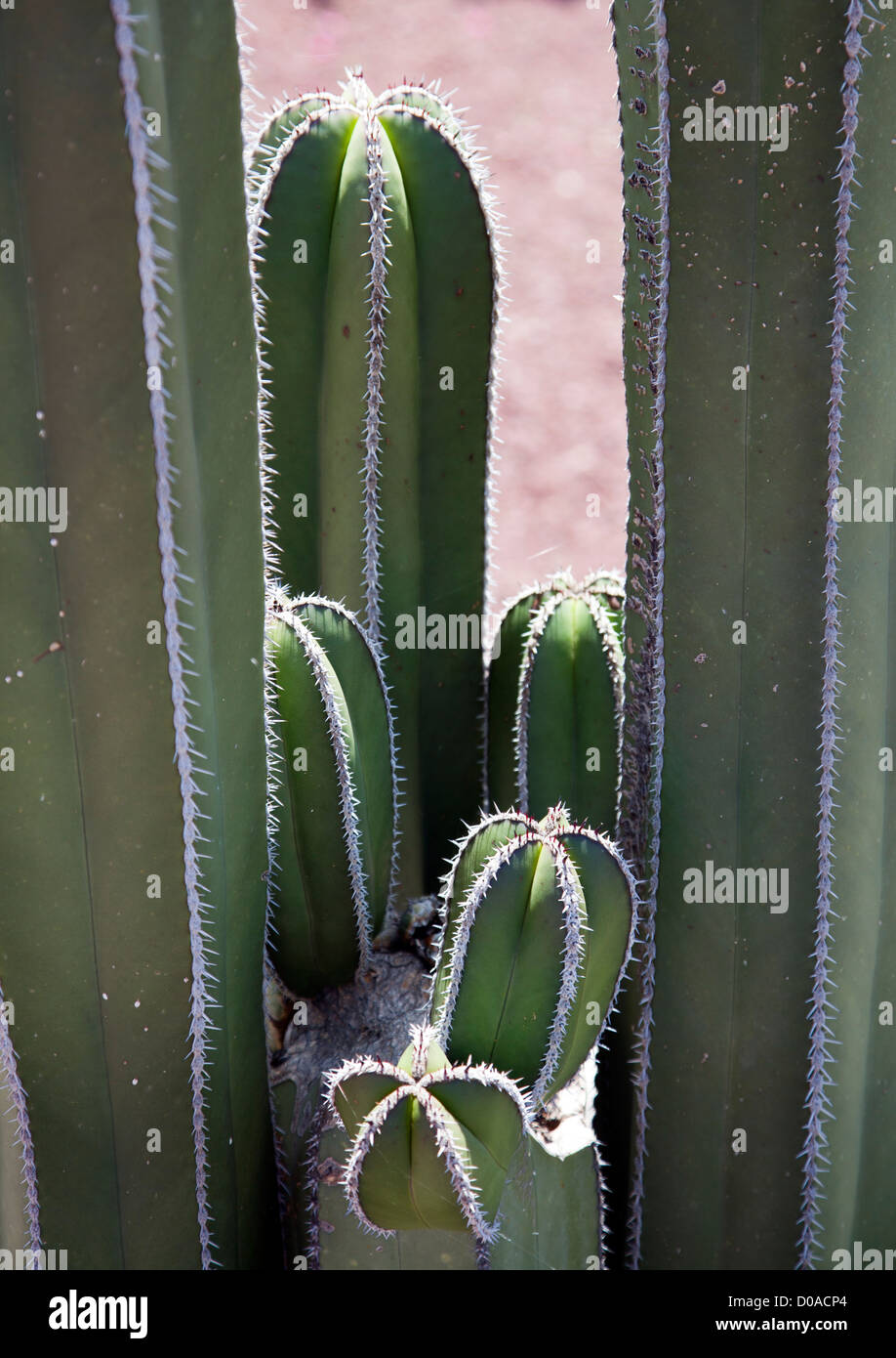 Pachycereus marginatus or órganos, Cacti in Mexico, Teotihuacan Stock Photo